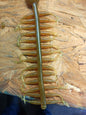 1.2" Prairie Minnow Series